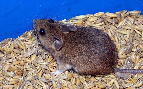 House mouse eating grains.