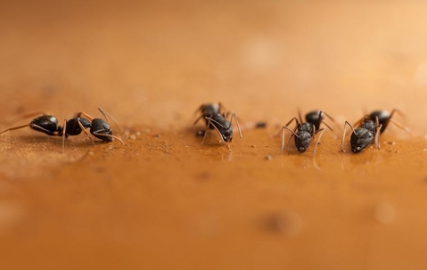 ants drinking spilled water