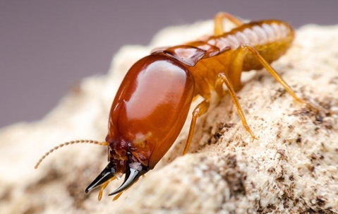 Big termite crawling on sawdust.