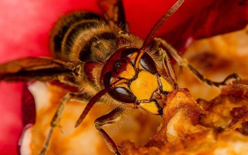 Hornet eating an apple.