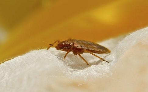 Bed Bug crawling on bedding.