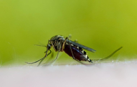 Mosquito biting someone's skin and drinking blood.