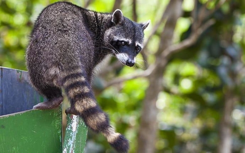 Raccoon on a metal roof.