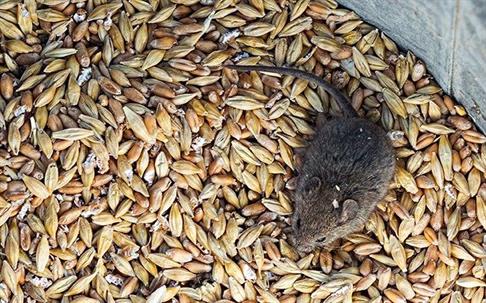 a mouse crawling on grains