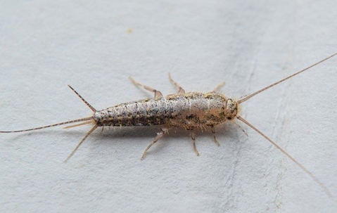 silverfish on paper