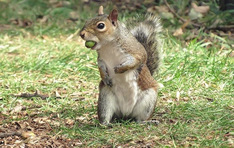 Squirrel eating fruit in a yard.