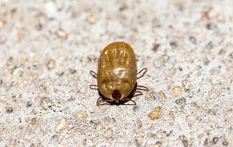 tick on ground