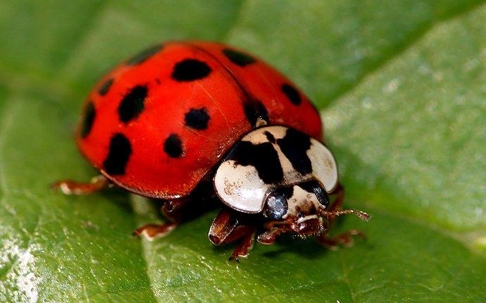 an up close image of a lady bug on a leaf