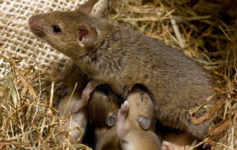 rodent in a nest