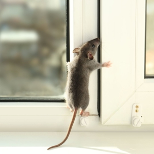 mouse in home