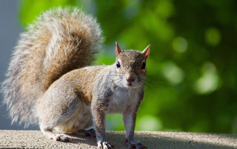Squirrel