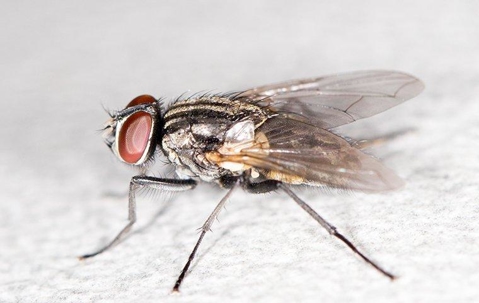 Fly crawling on the floor.