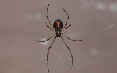 Black Widow Spider in its web.