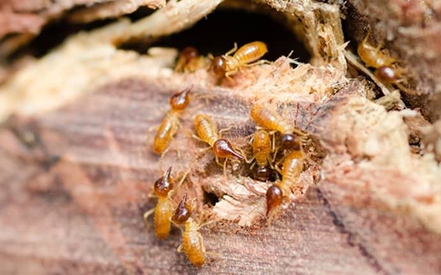 Termite infested wood.