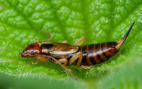 earwig on leaf