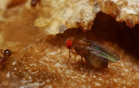 a fruit fly on an apple