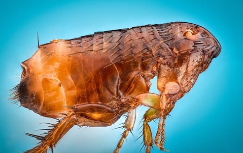 Fleas can be harmful to your health and the health of your pets.