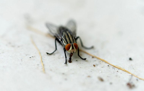 a house fly on a floor