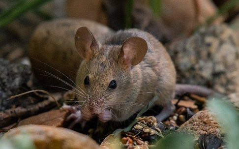 a house mouse feeding on birdseed