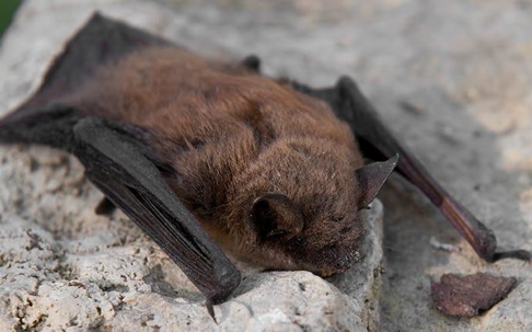 a small brown bat inside a home