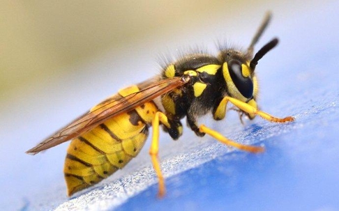 a yellow jacket wasp in a home