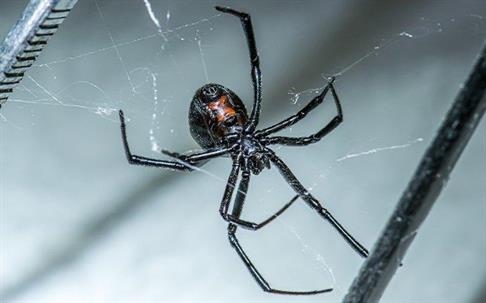 black widow in a web