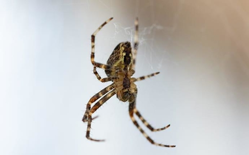 a house spider spinning its web inside of a central washington home