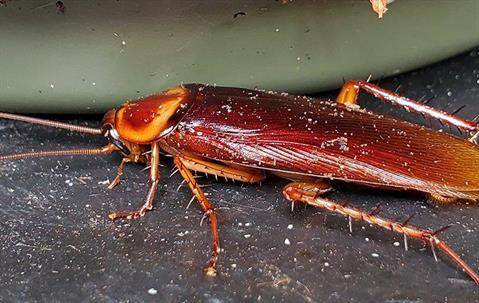 close up of American cockroach