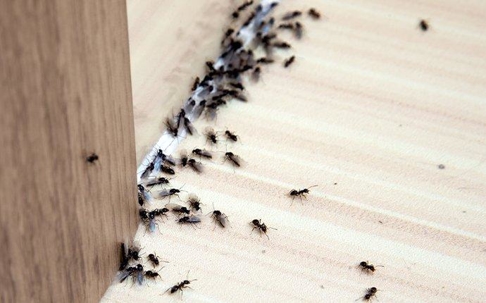 Ants in the house