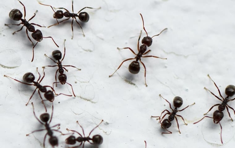 ants on snow