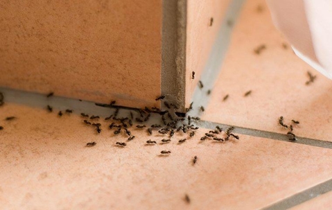 ants on kitchen sink