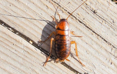 asian cockroach on deck