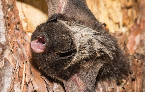 bat in a cave