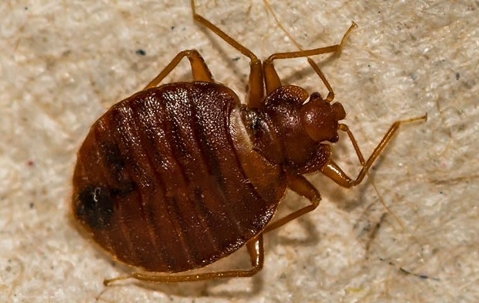 bed bug crawling on bedroom furniture