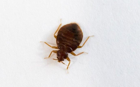 Bed bug crawling on paper