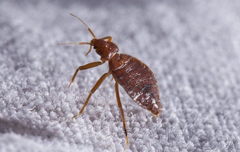 a bed bug crawling on fabric