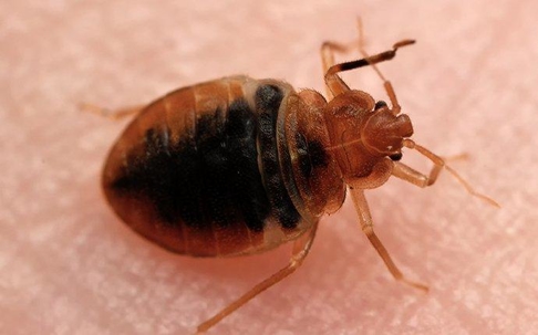 a bed bug close up