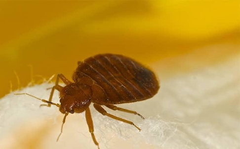 bed bug crawling on a bed in ellensburg
