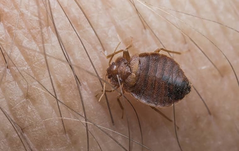 bed bug infestation