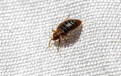 bed bug on blanket