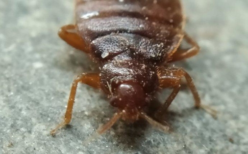 an up close image of a bed bug crawling on furniture