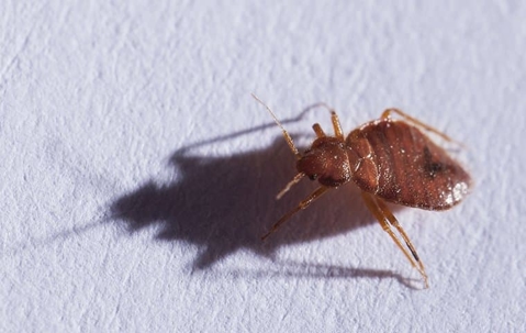 bed bug on white background