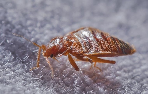 bed bug up close