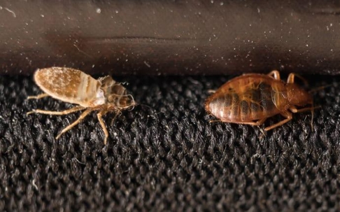 bed bugs crawling on a carpet