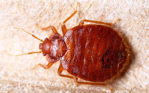a fully grown adult bed bug crawling through the white linen sheets in a yakima washington state home