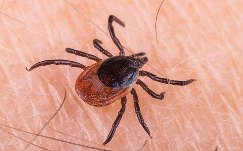 black legged tick crawling on skin