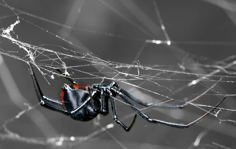 black widow spider in web