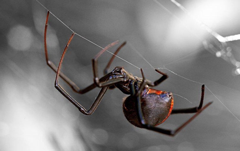 a black widow spider on a web