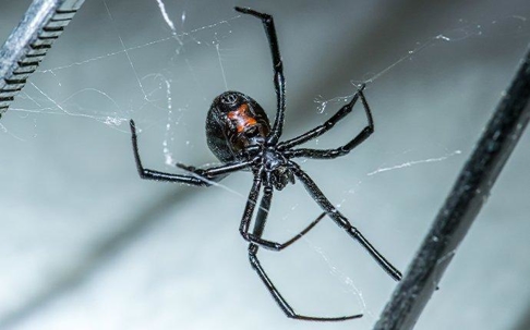 A black widow spider crawling in a web