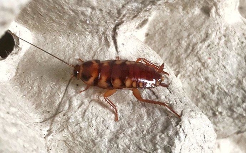 brown banded cockroach on cartons